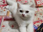 Traditional Pure persian cat