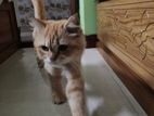 Traditional pure Persian cat