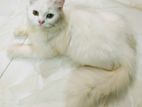 Traditional Pure Persian Cat