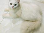 Traditional Pure Persian Cat