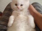 Traditional pure Persian Cat Male Female Kitten পারসিয়ান বিড়াল বাচ্চা