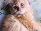 Traditional Pure Persian Cat Urgently Sell