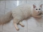 Traditional Pure Persian Female Cat