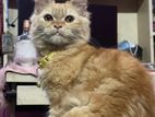 Traditional Pure Persian Female Ginger Cat