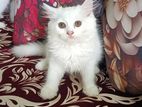 Traditional pure persian kitten for sale ( URGENTLY)
