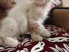 Traditional Pure persian Kitten Ginger (URGENT SELL)