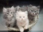 Traditional pure Persian kittens