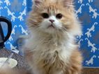 Traditional Pure Persian Male Cat 5months