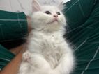 Traditional Pure Persian Male Cat Available