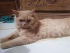 Traditional Pure Persian Male cat