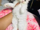 Traditional Pure Persian Male kitten