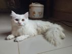 Traditional Pure Persian Male Semi Adult