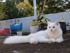 Traditional Pure Persian Male Semi Adult