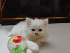 Traditional Pure Persian Triple coat male female available