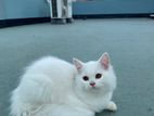 Traditional Pure Persian White Kitten