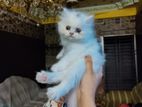 Traditional Semi Male Persian Kitten