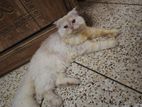 traditional triple coat male persian cat