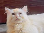 Traditional Triple Coat Persian Female Adult