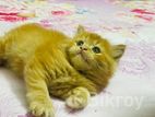 Traditional Triple Coat Persian Kitten