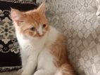 Traditional Triple Coat Persian Male kitten