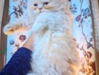 Traditional triple coat punch face persian