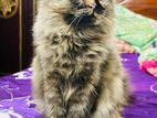 Traditional triple coated Adult persian cat.