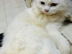 Traditional triple coated persian cat.