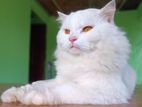 Traditional White Persian