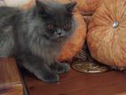 traditonal persian triple coat male