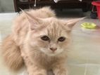 Treadational Persian Cat