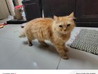 Treading Persian Cat Male Female