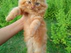 Treadisonal persian kitten