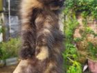 Treaditional Persian kitten (black) female