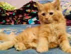Tredisional Persian Cat