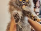 Tredisonal Persian Adult High Quality Female