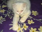 Treditional Parsiyan, Male Kitten, White Colour, 5 Month Age, Sell Hove