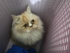 Treditional Persian Adult Female