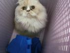 Treditional Persian Adult Female