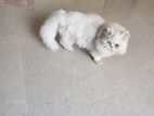 treditional persian adult odd eye male cat