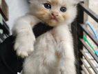 treditional persian cat male. tripol cort baby