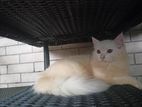 treditional persian female kitten