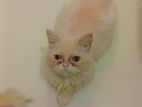 Treditional persian female kitten