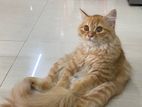 Traditional Persian
