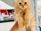 Treditional persian male kitten