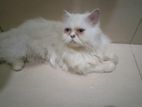 treditional persian odd eye adult male