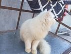 treditional persian semi adult female cat