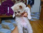 Treditional Pure Persian female Kittens