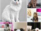 Treditionl Adult Female Persian Cat's For Sale