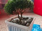 Tree sell