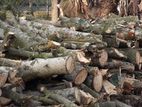 Tree Log Bulk Quantity